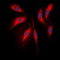 Anti-COMT Antibody